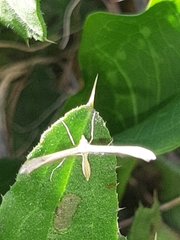 Stenoptilia