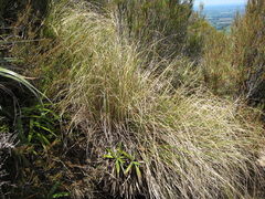 Chionochloa