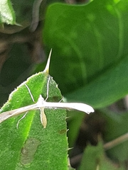 Stenoptilia