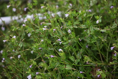 Torenia anagallis