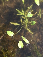 Potamogeton diversifolius