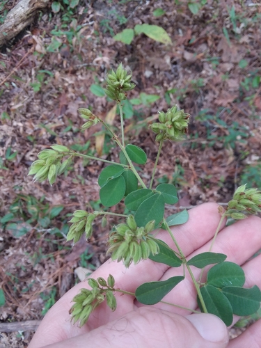 Lespedeza hirta ssp. curtissii