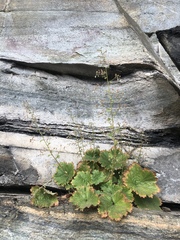 Heuchera parviflora saurensis