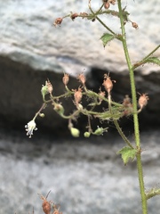 Heuchera parviflora saurensis