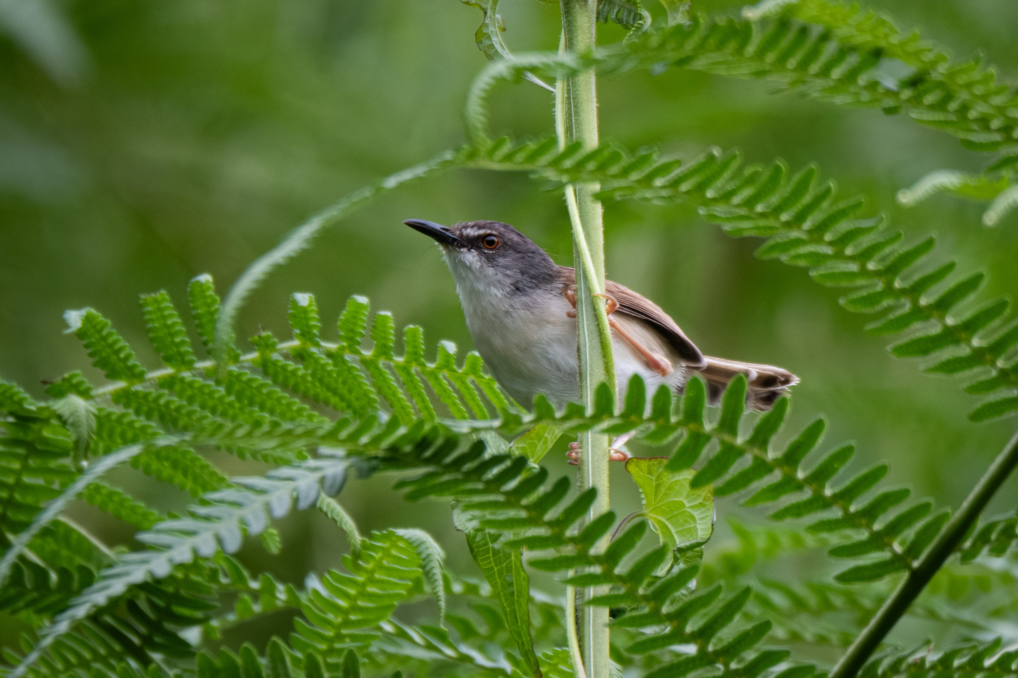 Rufescent Prinia