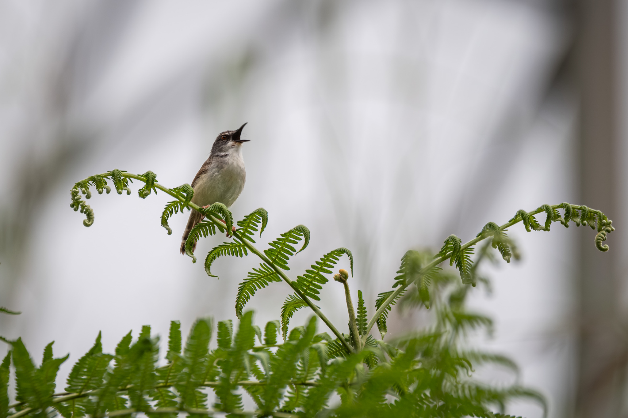 Rufescent Prinia