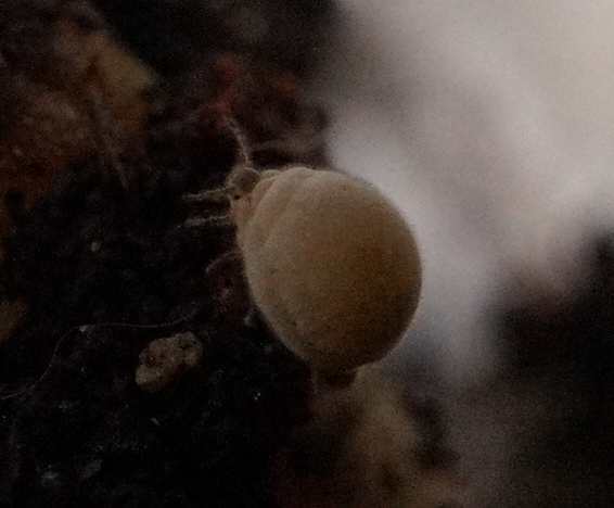 Smynthurodes