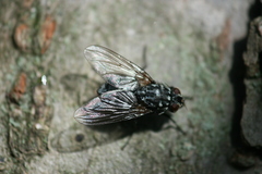 Polietes lardarius