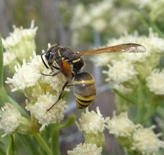 Pachodynerus guadulpensis