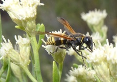 Pachodynerus guadulpensis
