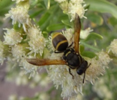 Pachodynerus guadulpensis