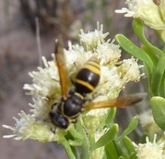 Pachodynerus guadulpensis