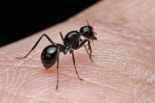 Polyrhachis aculeataPolyrhachis aculeata