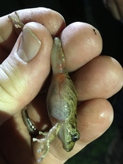 Pristimantis bogotensis