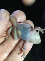 Pristimantis bogotensis