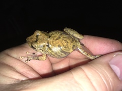 Pristimantis bogotensis