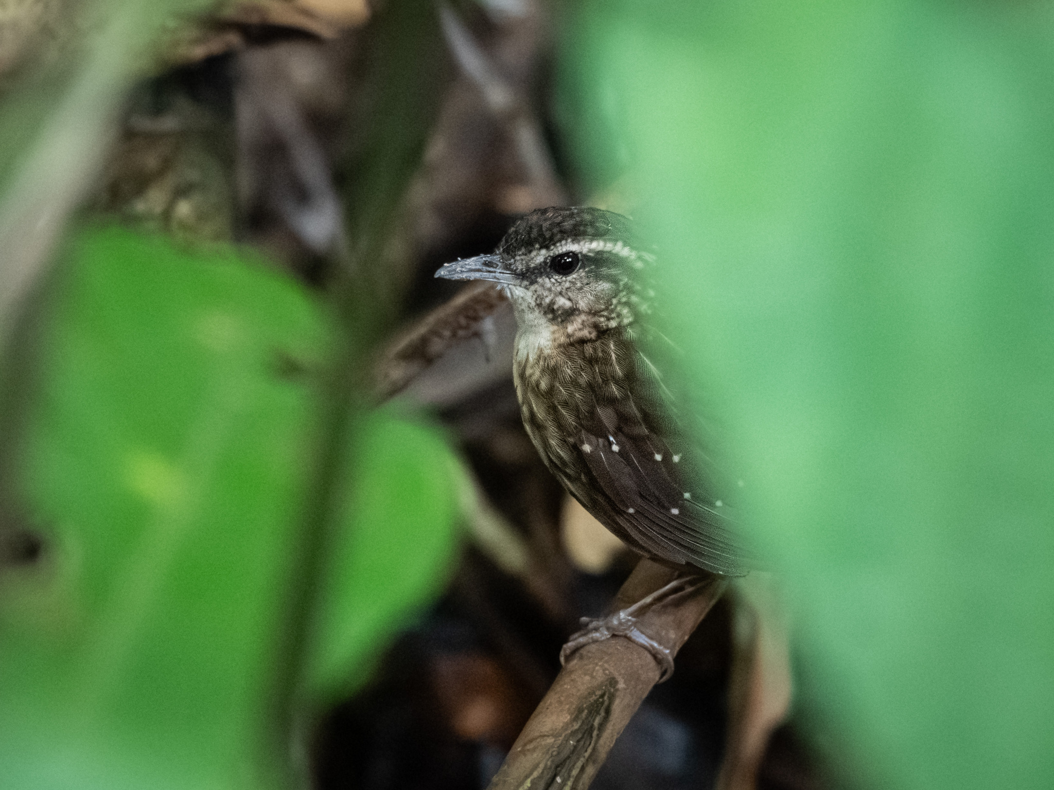 Eyebrowed Wren-Babbler