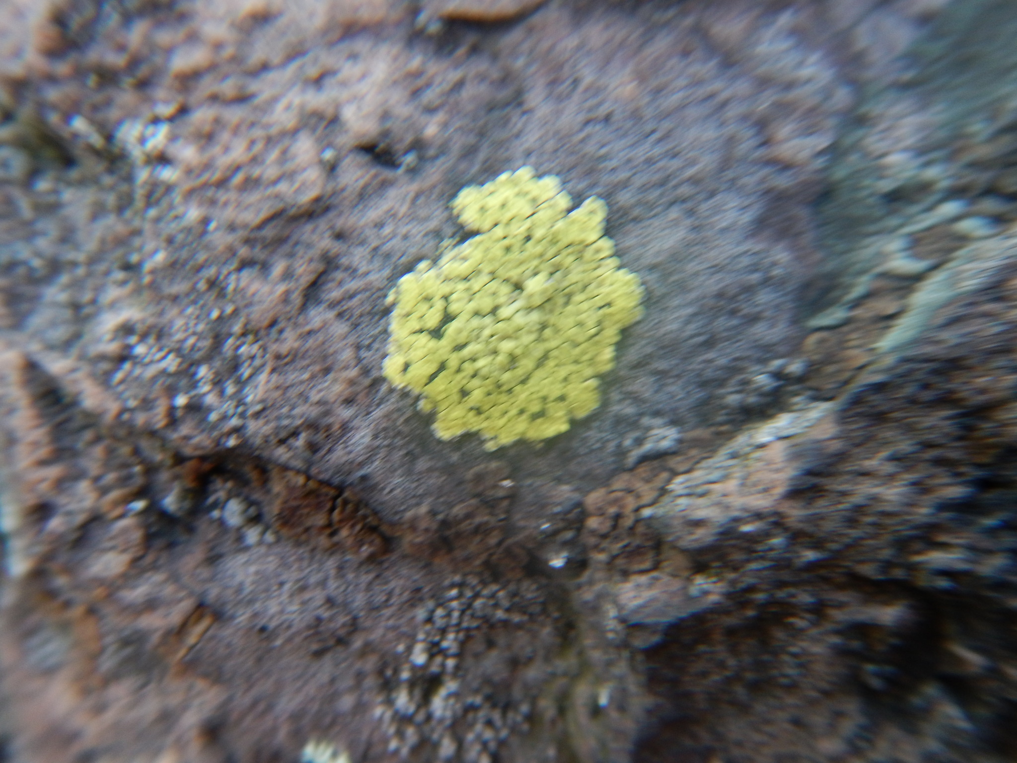 Rhizocarpon geographicum image