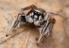 Habronattus clypeatus