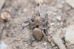 Habronattus clypeatus