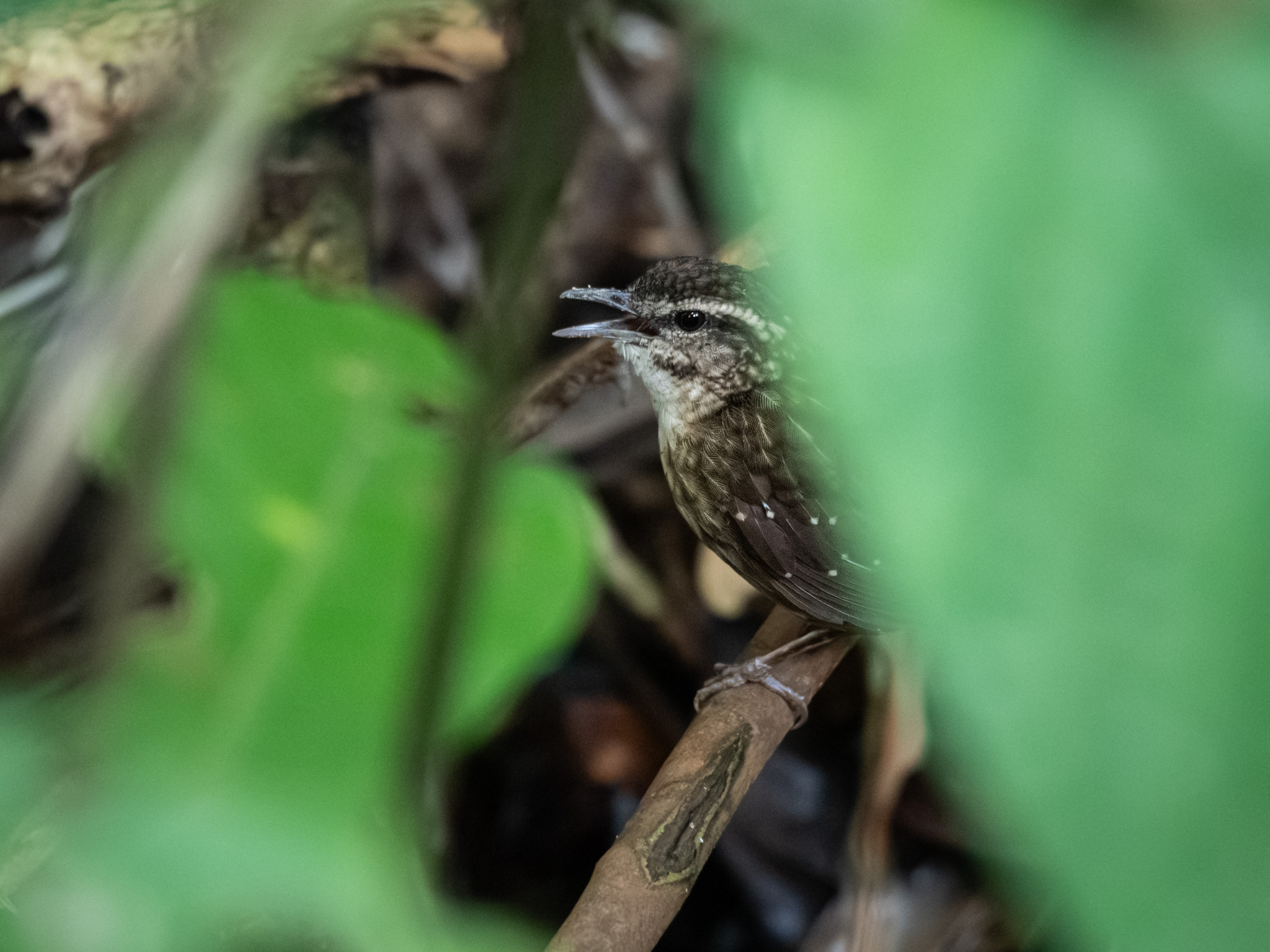 Eyebrowed Wren-Babbler
