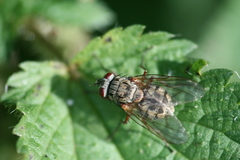 Phaonia valida