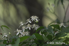 Clematis finetiana