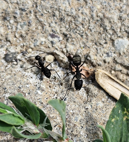 Camponotus armeniacusCamponotus armeniacus