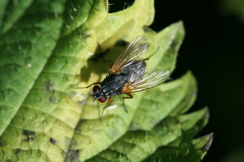 Helina lasiophthalma · iNaturalist