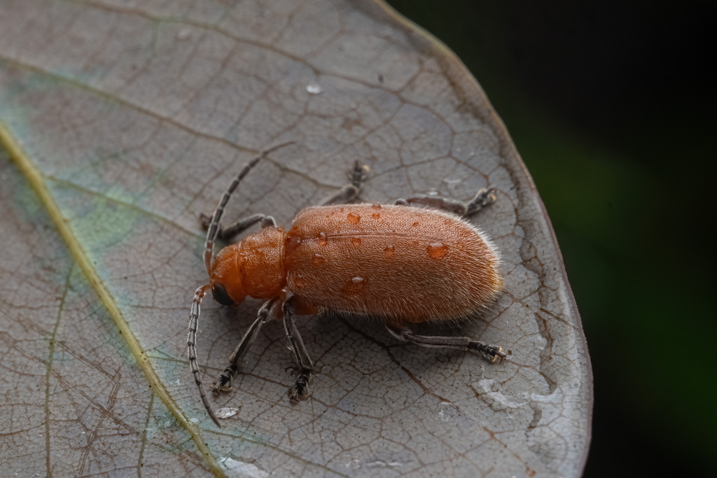 Sastracella cinnamomea