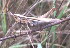 Euchorthippus elegantulus