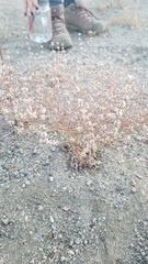 Eriogonum baileyi baileyi