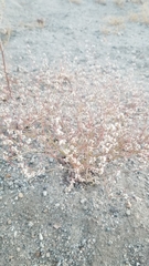 Eriogonum baileyi baileyi