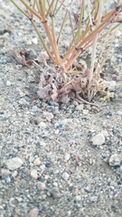 Eriogonum baileyi baileyi