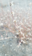 Eriogonum baileyi baileyi