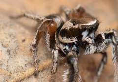 Habronattus clypeatus