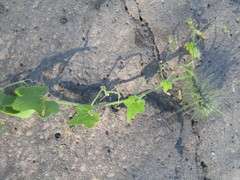 Echinopepon wrightii
