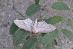 Arcobara multilineata