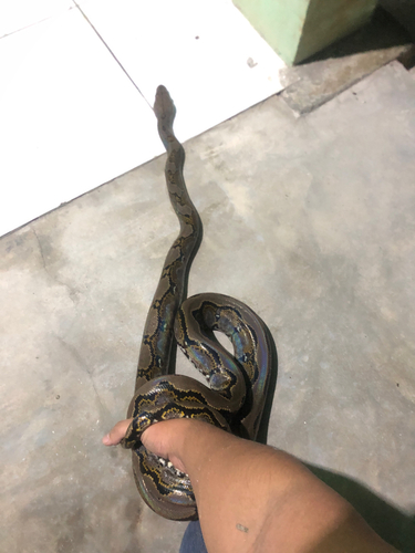 Malayopython reticulatus