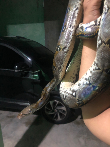 Malayopython reticulatus