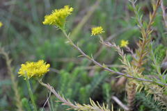 Petrosedum rupestre
