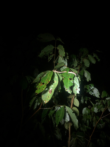Dendrelaphis pictus