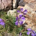 Geranium saxatile - Photo (c) Dmitry Limonov, some rights reserved (CC BY-NC), uploaded by Dmitry Limonov