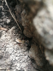 Insecta