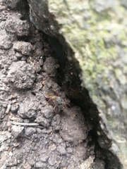 Insecta