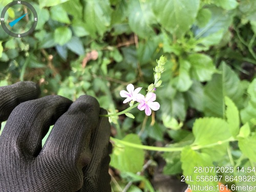 Bahian velvetbur (Priva bahiensis)
