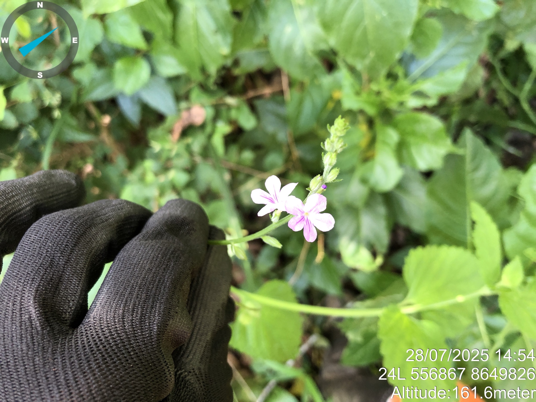 Bahian Velvetbur (Priva bahiensis)