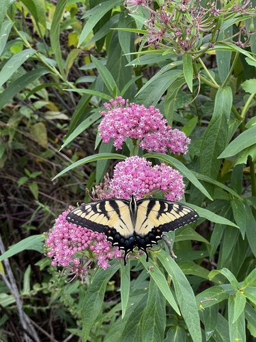 Eastern Tiger Swallowtail