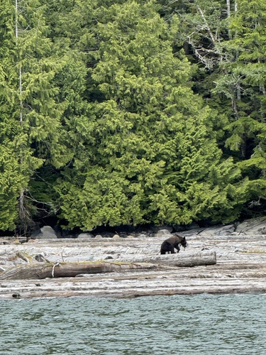 Brown Bear