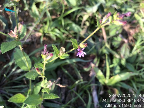 Tiny-Petal Waxweed (Cuphea micrantha)